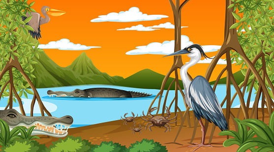 Animals live in Mangrove forest at sunset time scene