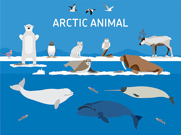 Animals of the Arctic. Flat style illustration Animals of the Arctic. Vector Set of polar mammals and birds. Flat style illustration. Penguin, seal, lemming, owl, bear, fox, caribou, walrus, duck, pink Seagull gull white and greenland whale  arctic stock illustrations