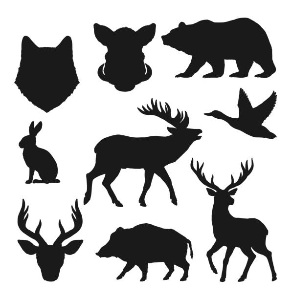 Animals silhouettes, hunting icons wild bear, deer Animals silhouettes, hunting vector icons of wild bear, deer and elk. Hunt trophy animals boar hog, moose and rabbit o hare, forest wolf or fox head silhouette, hinting fowl duck bird and stag antlers domestic pig stock illustrations