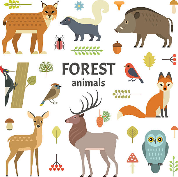 Animals Vector illustration of forest animals: elk, doe, hedgehog, fox, owl, lynx, skunk, wild boar, woodpeckers and other birds, isolated on transparent background. young deer stock illustrations