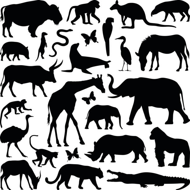 Animals Zoo animal collection - vector silhouette illustration crocodile stock illustrations