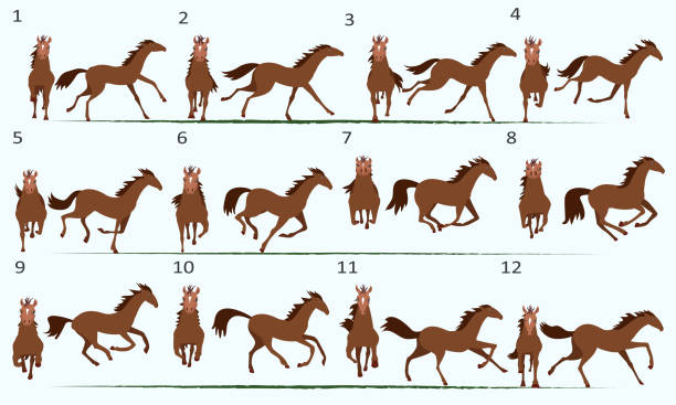 Animation of a 2D horse. Twelve key poses. Front view and side view. Animation of a 2D horse. Twelve key poses. Front view and side view. horse borders stock illustrations