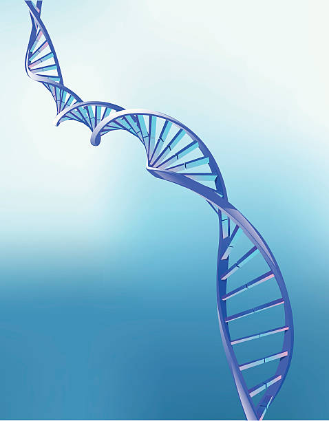 Animation of double helix strand of DNA DNA double helix - detailed vector illustration. Background is a gradient mesh. helix model stock illustrations