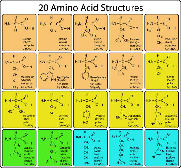 Animo Acid skeletal Structure  amino acid stock illustrations