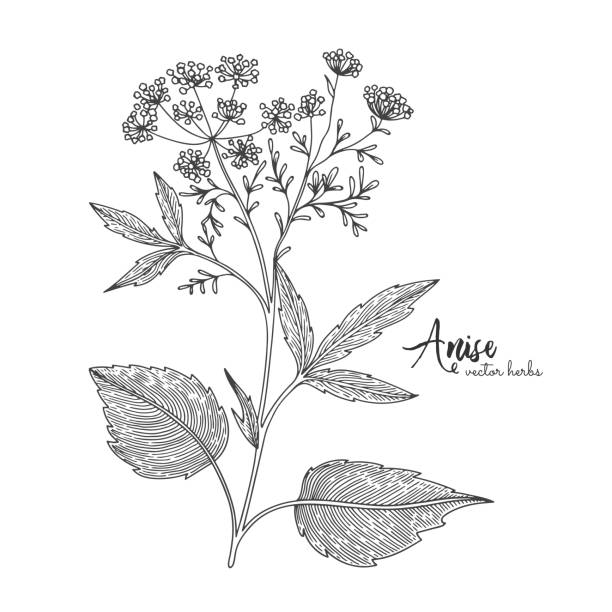 Anise isolated on white background. Herbal engraved style illustration. Detailed organic product sketch. Botanical hand drawn illustration for design package tea, organic cosmetic, natural medicine Anise isolated on white background. Herbal engraved style illustration. Detailed organic product sketch. Botanical hand drawn illustration for design package tea, organic cosmetic, natural medicine. anise stock illustrations