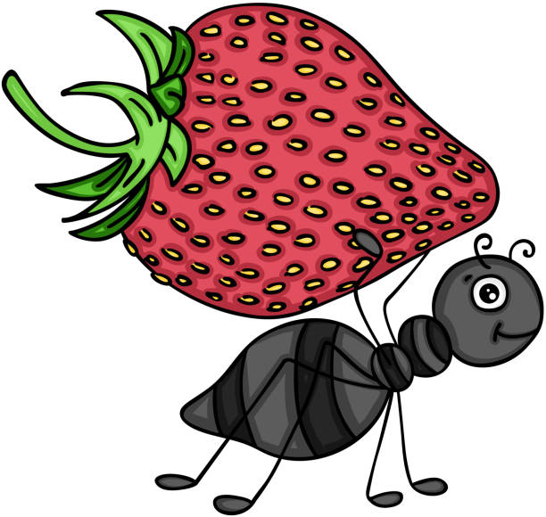 Ant carrying a red strawberry Scalable vectorial representing a ant carrying a red strawberry, illustration isolated on white background. ant clipart pictures stock illustrations