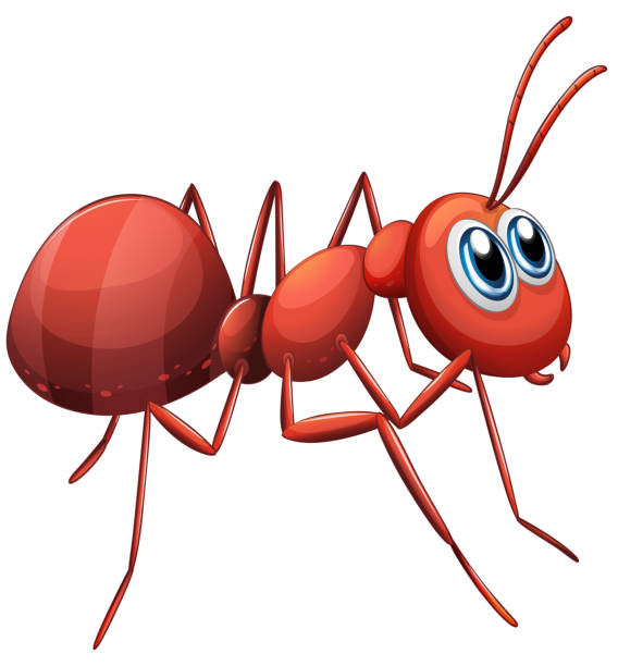 Ant crawling Ant crawling on a white background ant clipart pictures stock illustrations