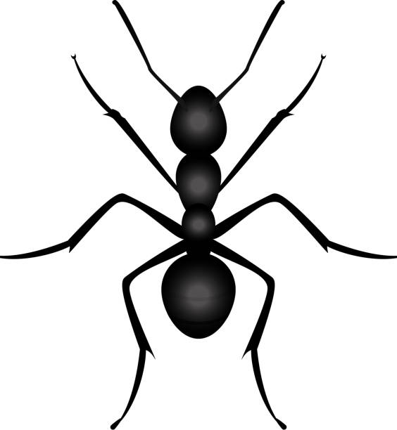 ant Vector illustration of ant (Eps 10) + transparency effects used ant clipart pictures stock illustrations