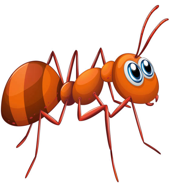 Ant Ant on a white background ant clipart pictures stock illustrations