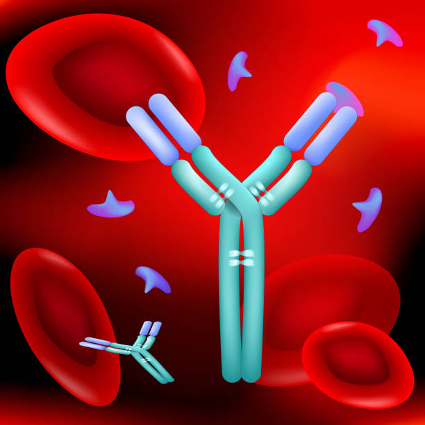 Antibody molecule, Antigen and red blood cells in blood flow Antibody molecule, Antigen and red blood cells in blood flow. under microscope. red background. vector. Illustration easy editable for Your color receptor stock illustrations