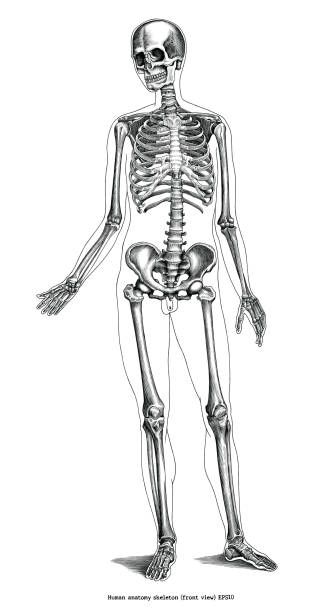 antike gravur-illustration der menschlichen anatomie skelett (vorderansicht) schwarz und weiß clipart isoliert auf weißem hintergrund - menschliches skelett stock-grafiken, -clipart, -cartoons und -symbole