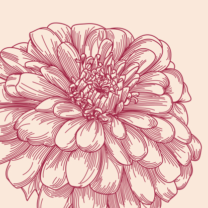 Line artwork of a blooming zinnia flower. Artwork contains a clipping mask (meaning: the flower is complete once released from the mask!).