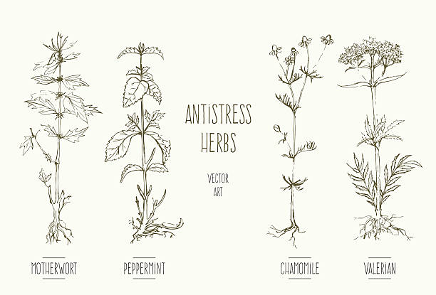 illustrations, cliparts, dessins animés et icônes de plantes anti-stress - valeriane