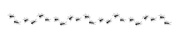 100 Ant Walk On Wall Stock Photos, Pictures & Royalty-Free Images - iStock