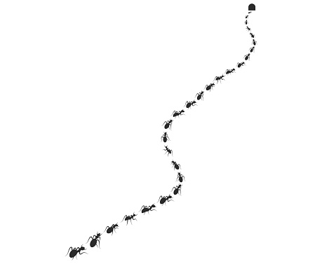 Ants walking vector set