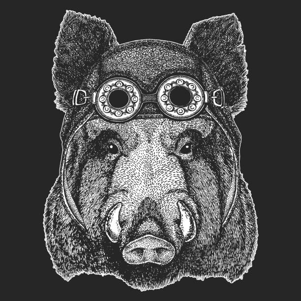 Aper, boar, hog Cool animal wearing aviator, motorcycle, biker helmet. Hand drawn image for t-shirt, tattoo emblem badge logo patch vector art illustration
