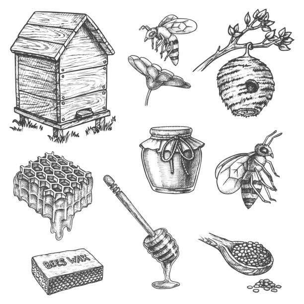 Apiary sketch icons, honey dipper, hive, honeycomb Honey and apiary beekeeping, vector sketch icons of honeycomb, bee hive and wooden dipper spoon. Honey splash drops, bee on flower, propolis and jar port for apiculture products package design bee drawings stock illustrations