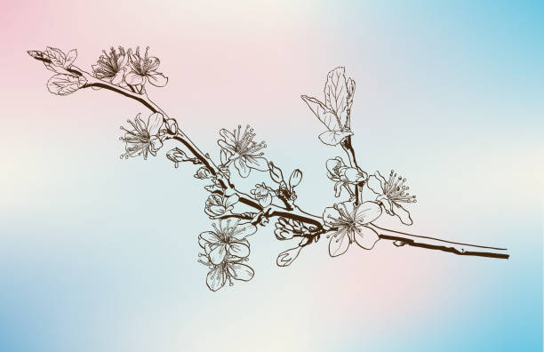 apple blossoms vector sketch codling branches made by hand apple blossom stock illustrations