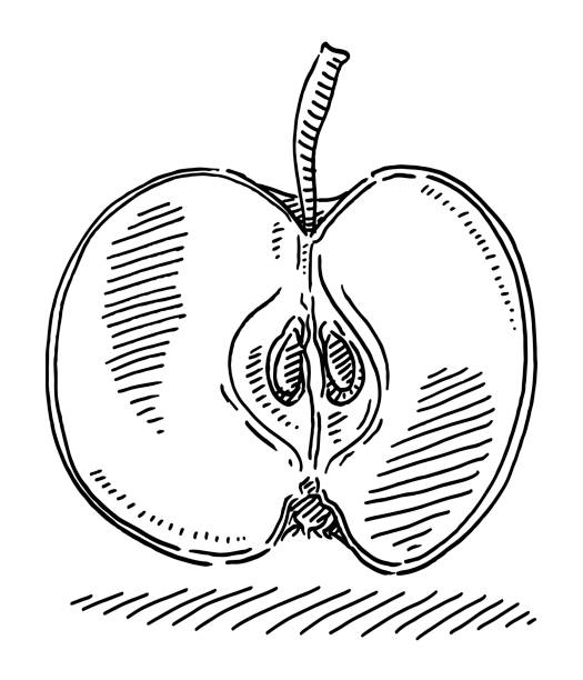 яблочные фрукты, разрезанные пополам - drawing of the apple core stock illu...