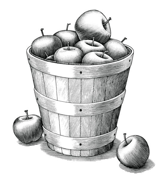 bildbanksillustrationer, clip art samt tecknat material och ikoner med äpple i korg hand ritning vintage stil svart och vitt clip art isolerad på vit bakgrund - apple