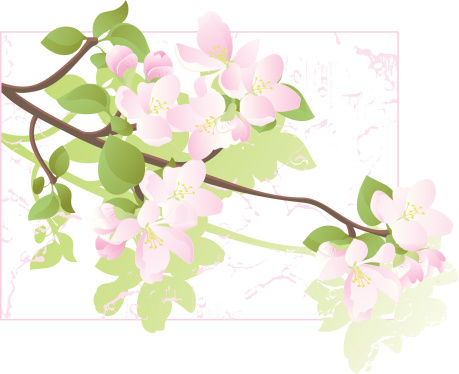 Apple Tree Blossoms Color Drawing