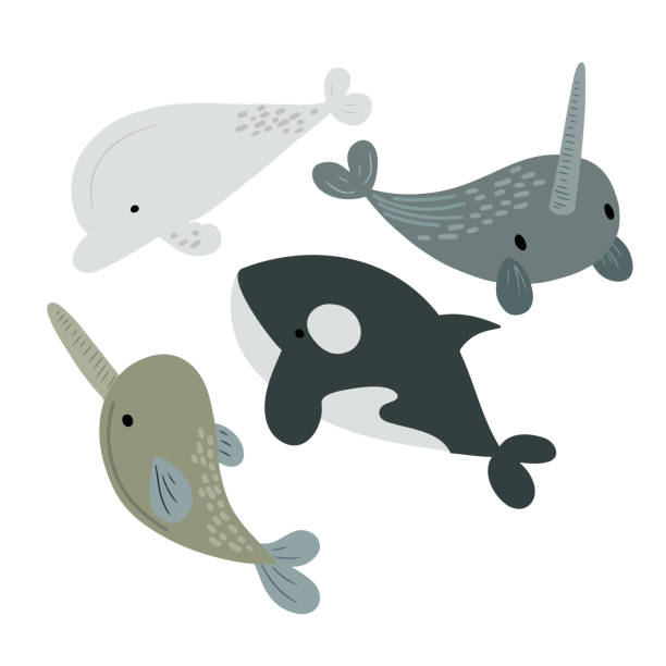 illustrations, cliparts, dessins animés et icônes de baleines arctiques - beluga
