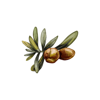 Argan branches with leaves and nuts. Vintage hatching vector color illustration