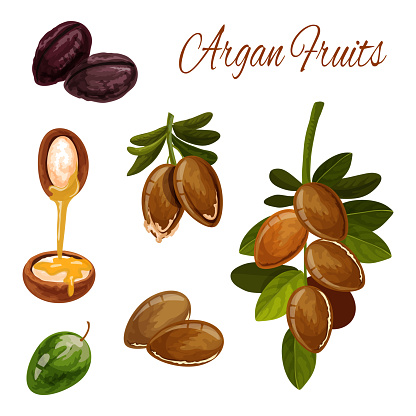Argan oil splash, argan tree nuts, cosmetic plant