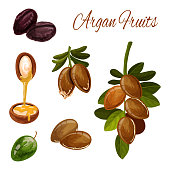 Argan tree nuts, vector botanical illustration. Argan oil drop splash from seeds for healthy skincare and cosmetic products, food and beauty package design element