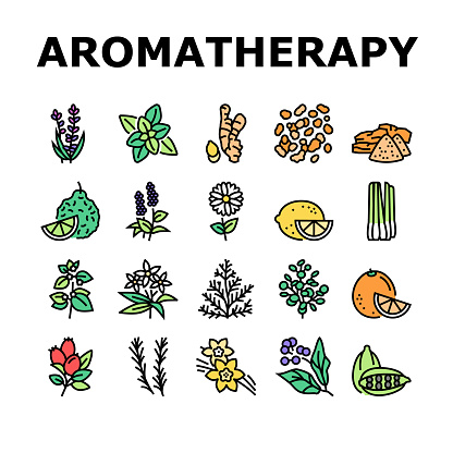 Aromatherapy Herbs Collection Icons Set Vector. Lavender And Peppermint, Ginger And Frankincense, Patchouli And Chamomile Aromatherapy Color Contour Illustrations