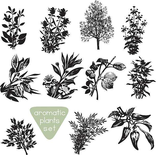 stockillustraties, clipart, cartoons en iconen met aromatic herbs hand drawn silhouettes - basil plant