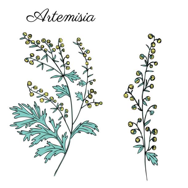 artemisia absinthium, piołun ręcznie rysowane atrament wektorowy kolor szkic izolowany na białym, zwany również absinthium absinthe piołun, piołun, piołun, piołun zioło, absynt roślin, doodle healing - fulham stock illustrations