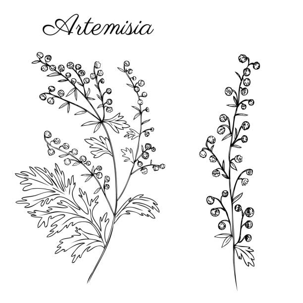 artemisia absinthium, piołun ręcznie rysowane szkic atramentu wektorowego izolowane na białym, zwany także absyntu absyntu piołun, piołun, piołun, piołun zioło, absynt roślin, doodle healing zioła - fulham stock illustrations