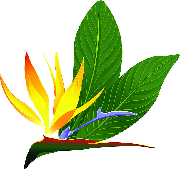 Bird Of Paradise Flower Clip Art, Vector Images