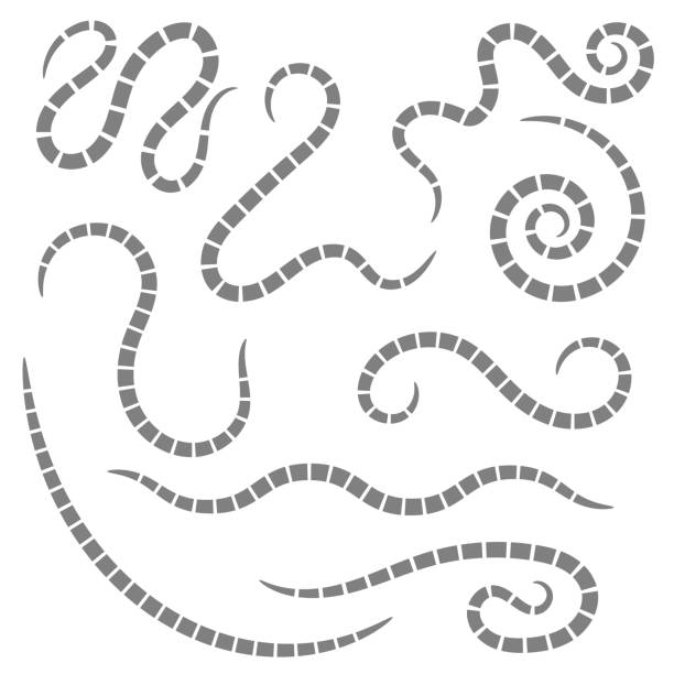 Ascarid, Helminth, Pinworm, Threadworm. Set of Parasite Isolated on White Background Ascarid, Helminth, Pinworm, Threadworm. Set of Parasite Isolated on White Background pics of a tapeworm in humans stock illustrations