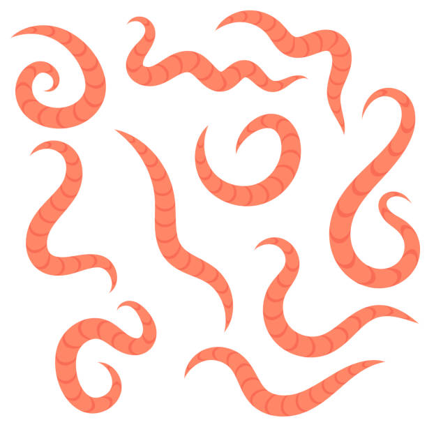 Ascarid, Helminth, Pinworm, Threadworm. Set of Parasite Isolated on White Background  nematode worm stock illustrations