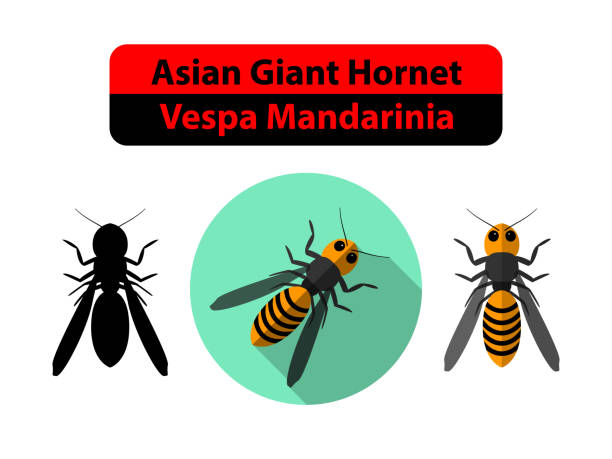 Asian Giant Hornet or Vespa Mandarinia on white Asian Giant Hornet or Vespa Mandarinia on white, vector murder hornet stock illustrations