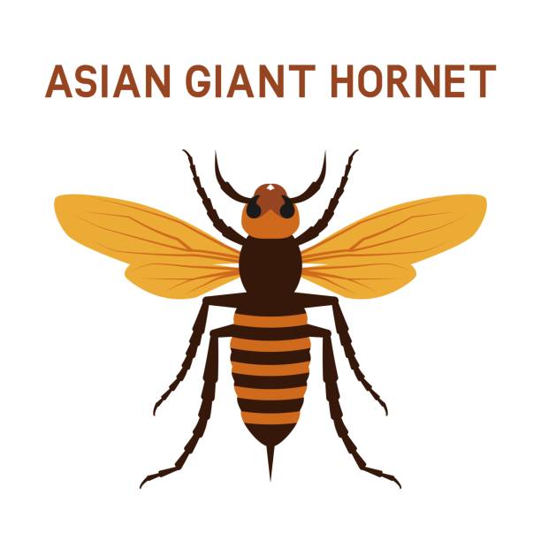 Asian giant Murder Hornet insect Asian giant Murder Hornet insect. Vector illustration murder hornet stock illustrations