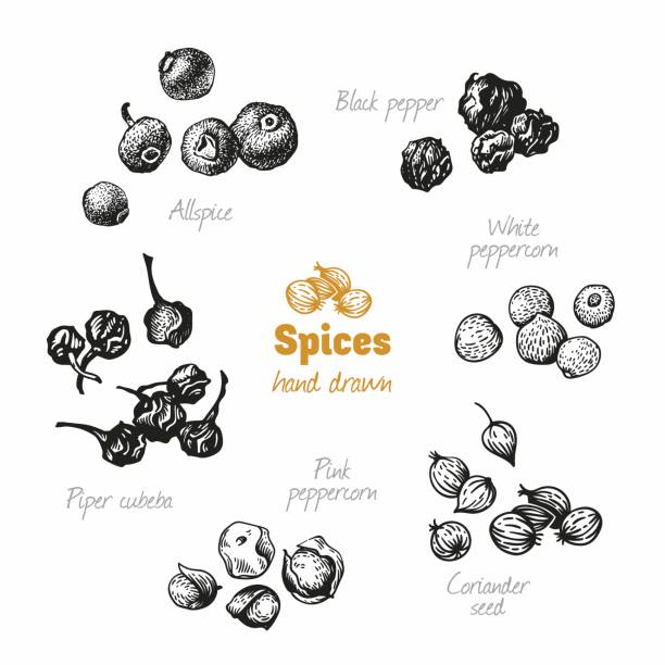 Assorted peppers isolated on white vector hand drawn illustration Detailed hand drawn vector illustration of peppers black, pink, white, cubeba, coriander, isolated on white background coriander seed stock illustrations