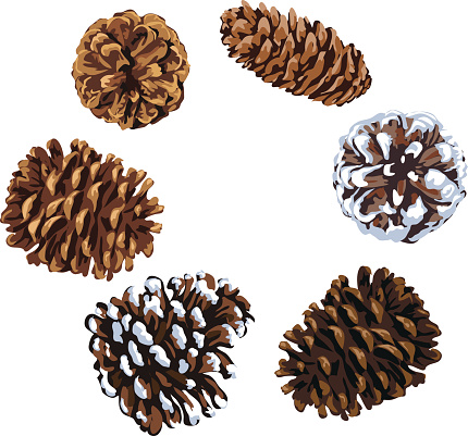 Assorted Pine Cones Illustration of Various Shapes and Sizes
