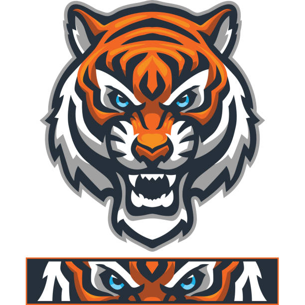 Athletic Tiger mascot And aggressive athletic Tiger head. bengal tiger stock illustrations