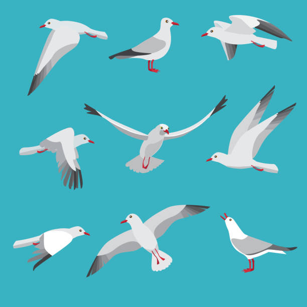 Atlantic seagull in different action poses. Cartoon flying birds Atlantic seagull in different action poses. Cartoon flying birds seagull posing, wildlife mascot character. Vector illustration seagull stock illustrations
