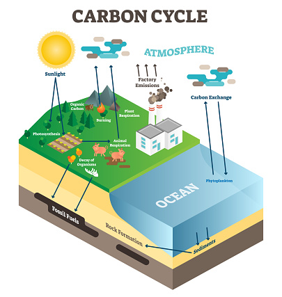 Atmosphere carbon exchange cycle in nature, planet earth ecology science vector illustration diagram scene with ocean, animals, plants and industrial factory.