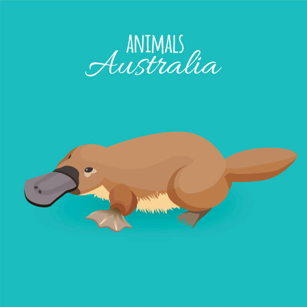 Australia animal brown crawling duckbilled platypus isolated on azure background Australia animal brown crawling duck-billed platypus isolated on azure background. Vector illustration of isolated australian animal with huge dark beak and white inscription on top of picture duck billed platypus stock illustrations
