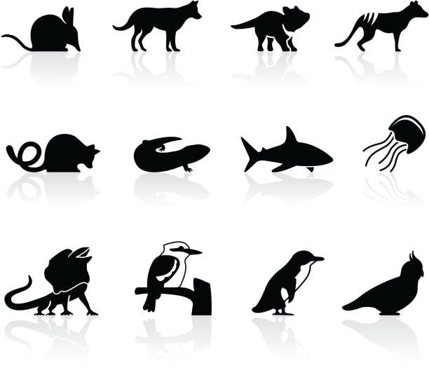Australian animal icons, set 2 Set of icons featuring Australian animals. Also includes transparent PNG. opossum stock illustrations