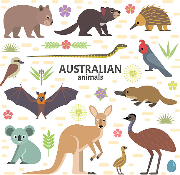Australian animals Vector illustration of Australian animals: flying fox, kangaroo, koala, Tasmanian devil, echidna, wombat, emu, cockatoo, platypus, isolated on transparent background. kangaroo stock illustrations