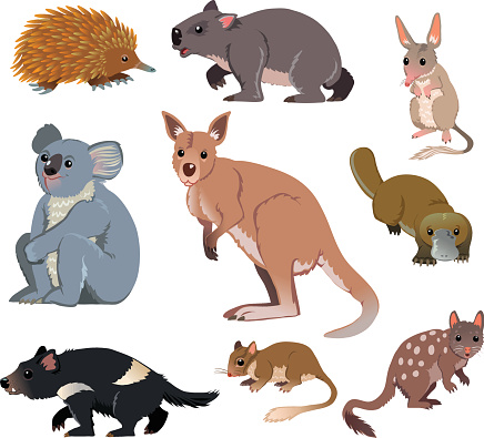 Australian Wild Animals - Cartoon