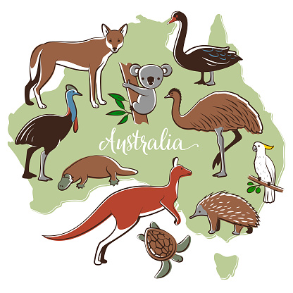 Australian wildlife