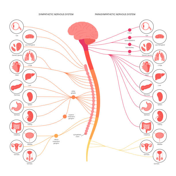 Autonomic nervous system Sympathetic and parasympathetic nervous systems. Diagram of human brain and nerves connections. Autonomic system infographic poster. CNS concept. Spinal cord and internal organs vector illustration. central nervous system stock illustrations
