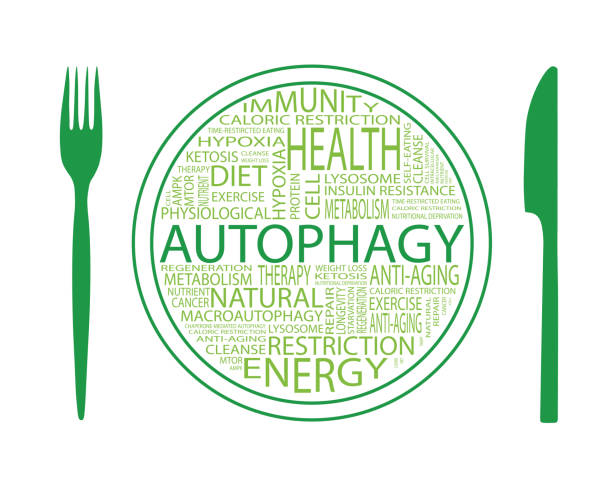Autophagy flat design concept. Lettering on plate with fork and knife. Motivational card vector illustration vector art illustration